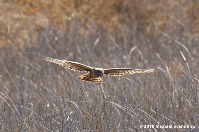 DSC_7770_DxO11FC blog