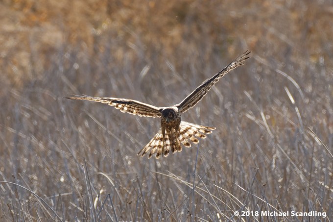 DSC_7772_DxO11FC blog