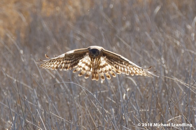 DSC_7774_DxO11FC blog