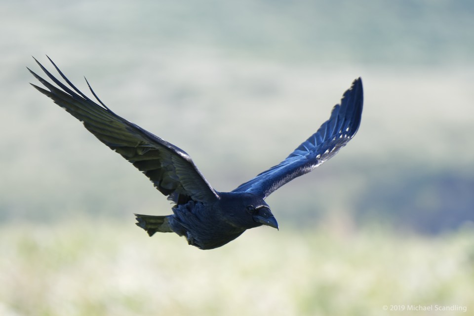 DSC_0793_DxO11FCBlog