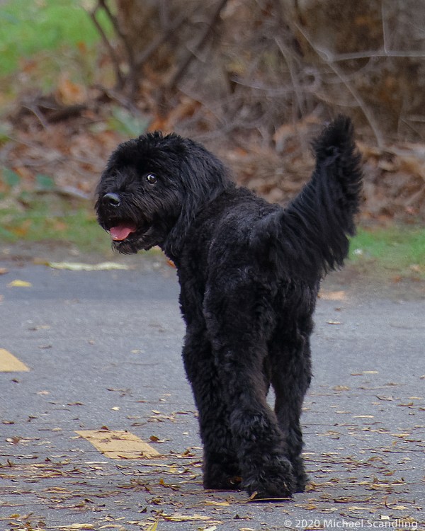 IMG_2790_DxO10 ChewyBlog